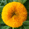 Sunflower Teddy Bear Seeds